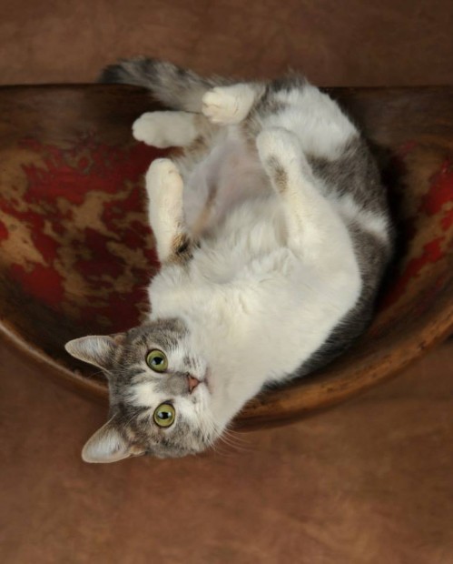 263199_654562864569532_1409506606_n