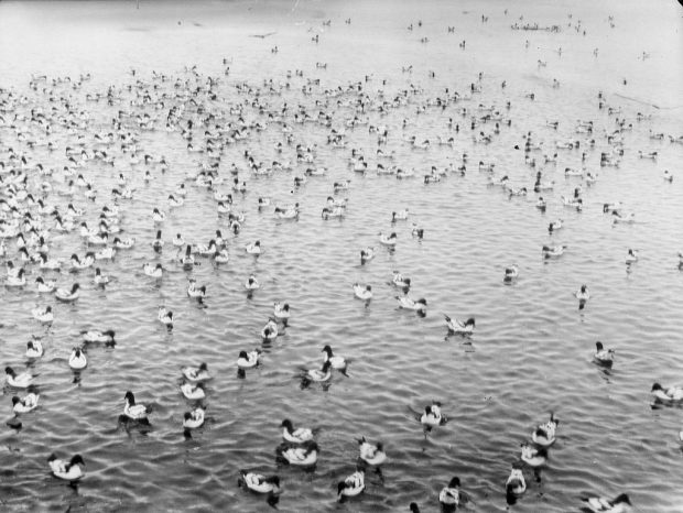 Cape pigeons alone together. Photo from National Maritime Museum.