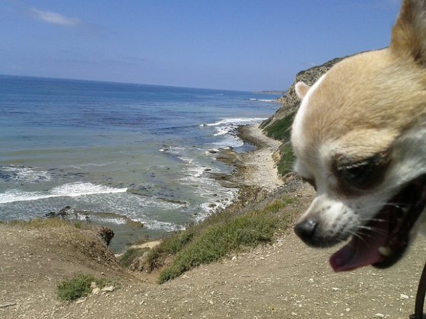 chihuahua photobomb