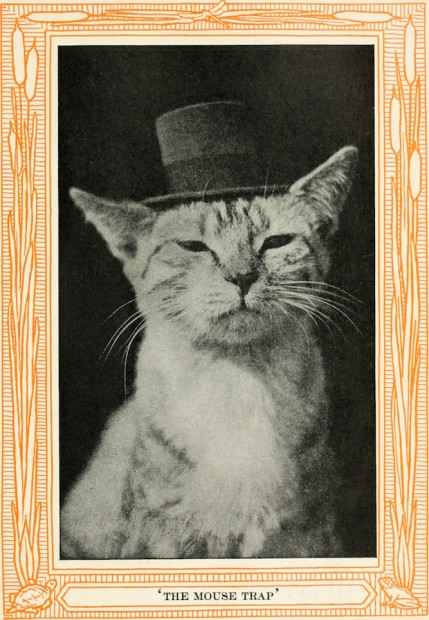 vintage cat photos