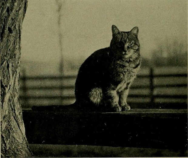 vintage cat photos