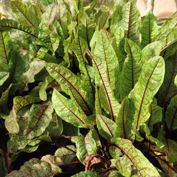 SpookyPlants-BloodSorrel-radmegan-cL