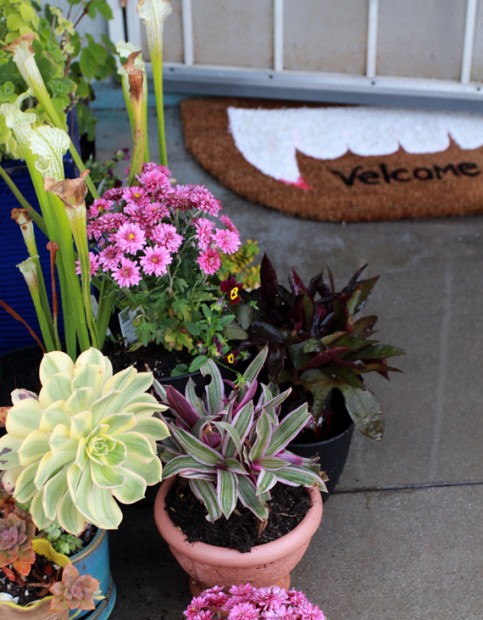 SpookyPlants-SpookyPorch-radmegan-cL