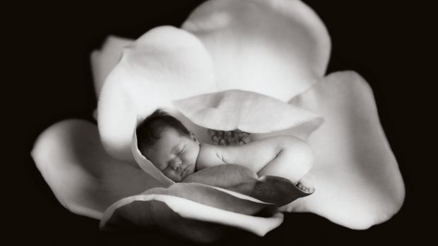 anne geddes