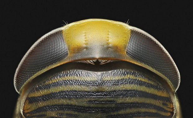 Beyond Macro Photography to Micrography Pro Charles Krebs on Developing Your Skills