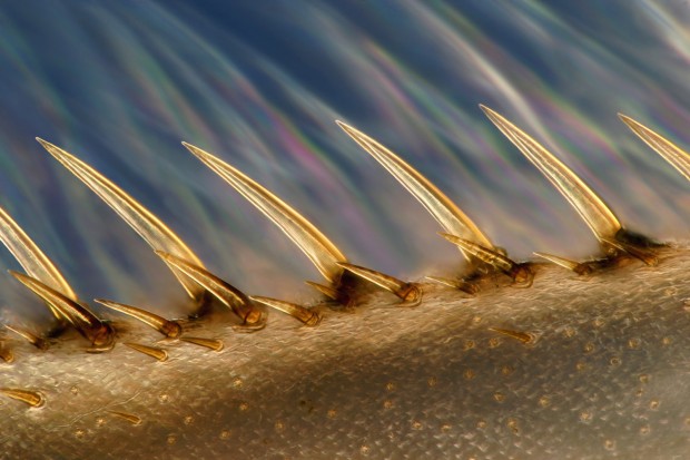 Beyond Macro Photography to Micrography Pro Charles Krebs on Developing Your Skills on CreativeLive