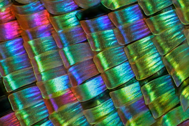 Photomicrography and Macro Photography with Charles Krebs