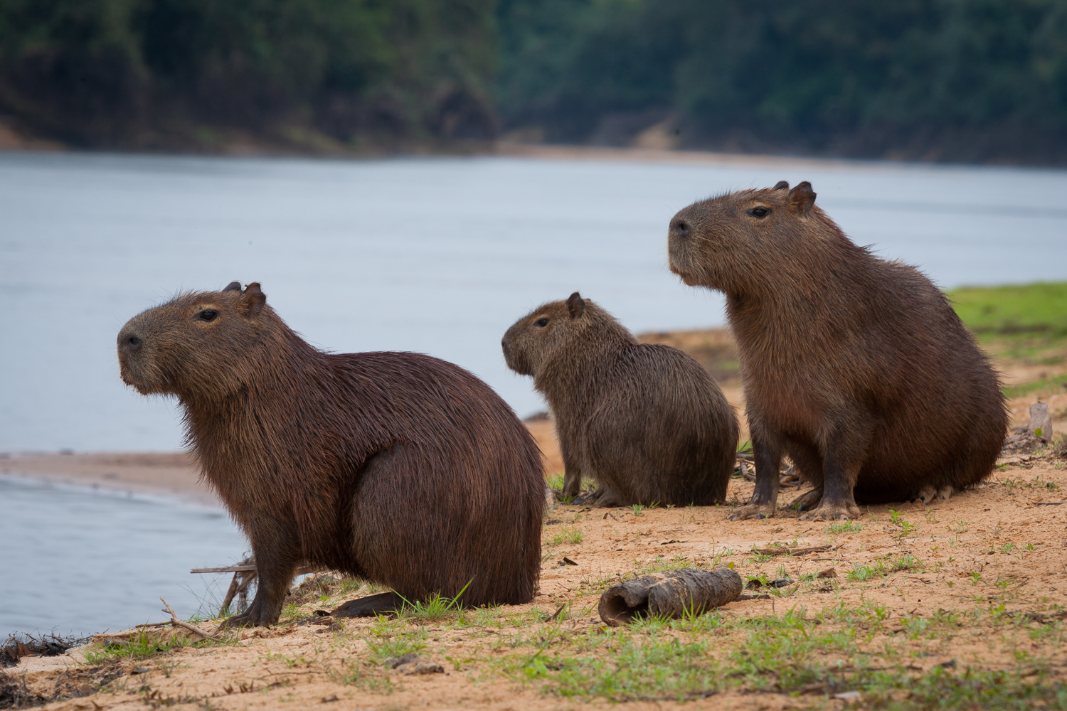 Watch and Learn: John Greengo on the Road with Art Wolfe
