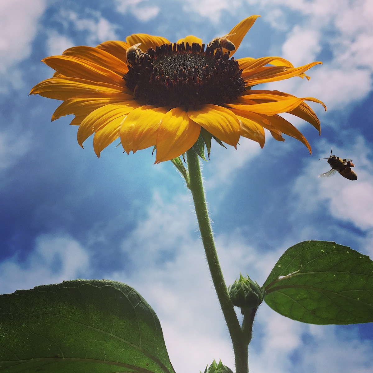 11 Mobile Photography Tips: Get Better Photos With Your Phone