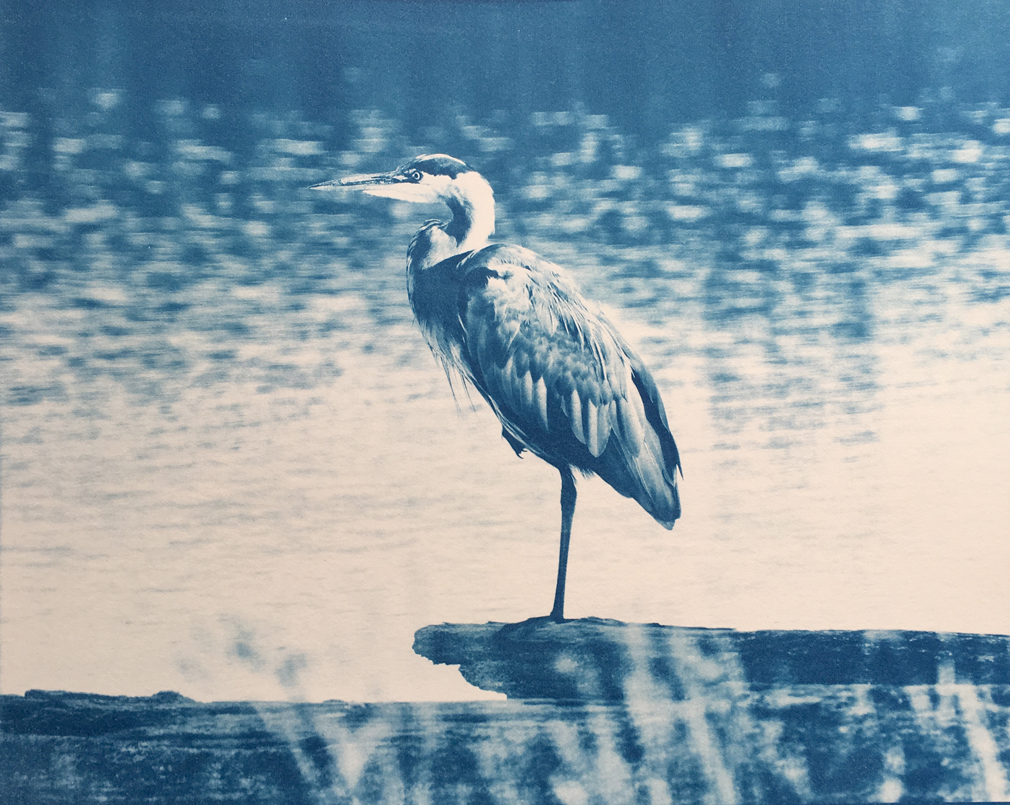 Historical Photographic Processes: Heron cyanotype by Daniel Gregory