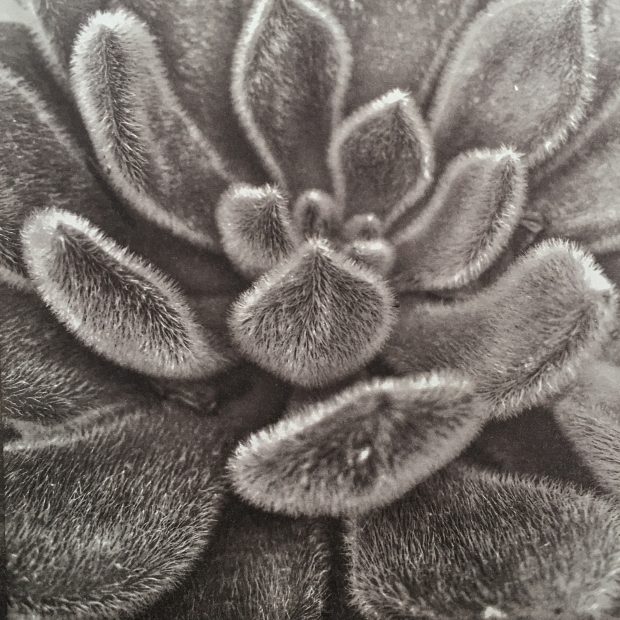 Historical Photographic Techniques: Van Dyke-style processing by Daniel Gregory