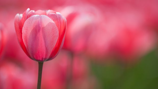 Fix Your Focus Mistakes, Fix your Photographs: Basic photography tips from John Greengo.