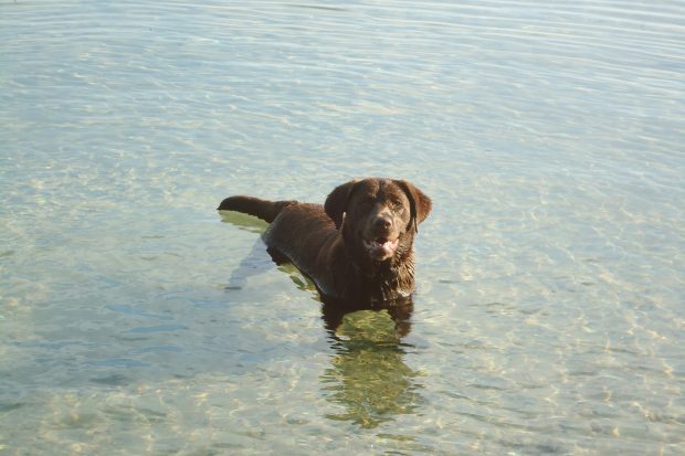 pet photography tips