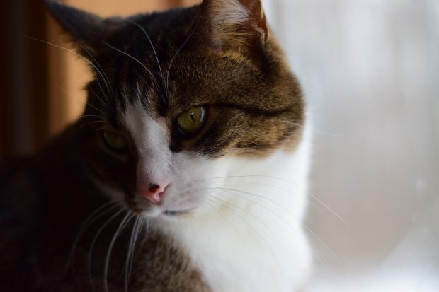 pet photography tips