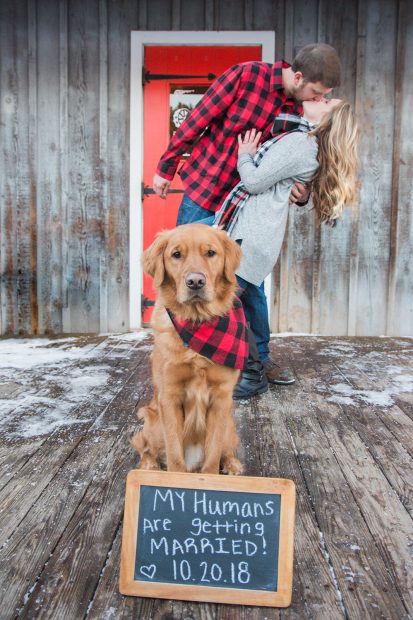 pet photography tips