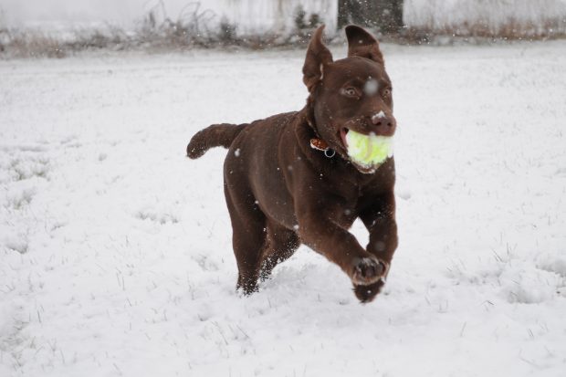 pet photography tips