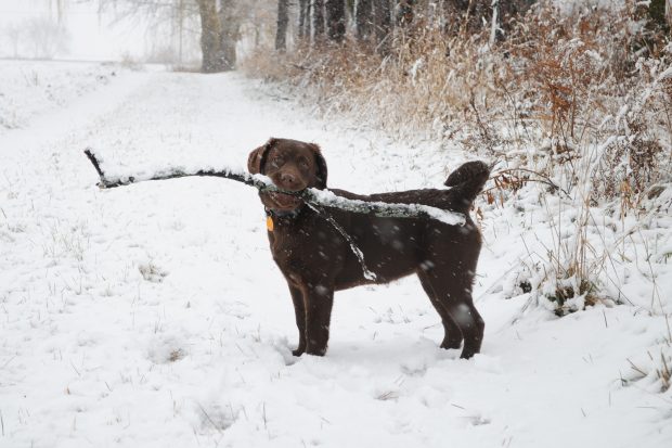 pet photography tips