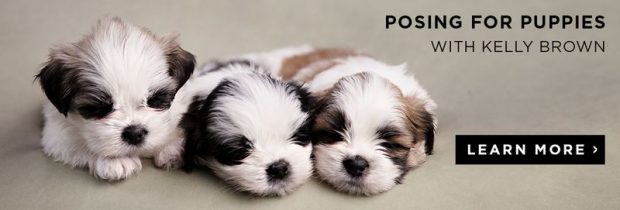 Master pet photography posing with Kelly Brown