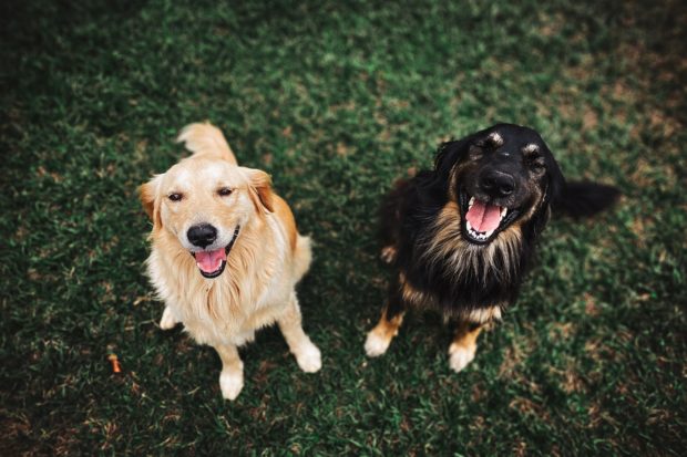 pet photography careers: pet photographer takes photo of two dogs 