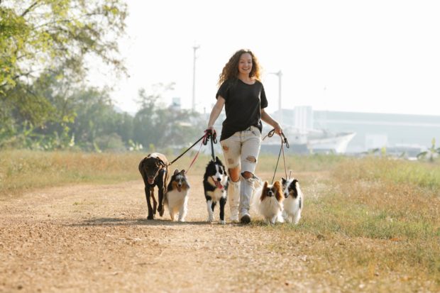 woman walking dogs to make money 